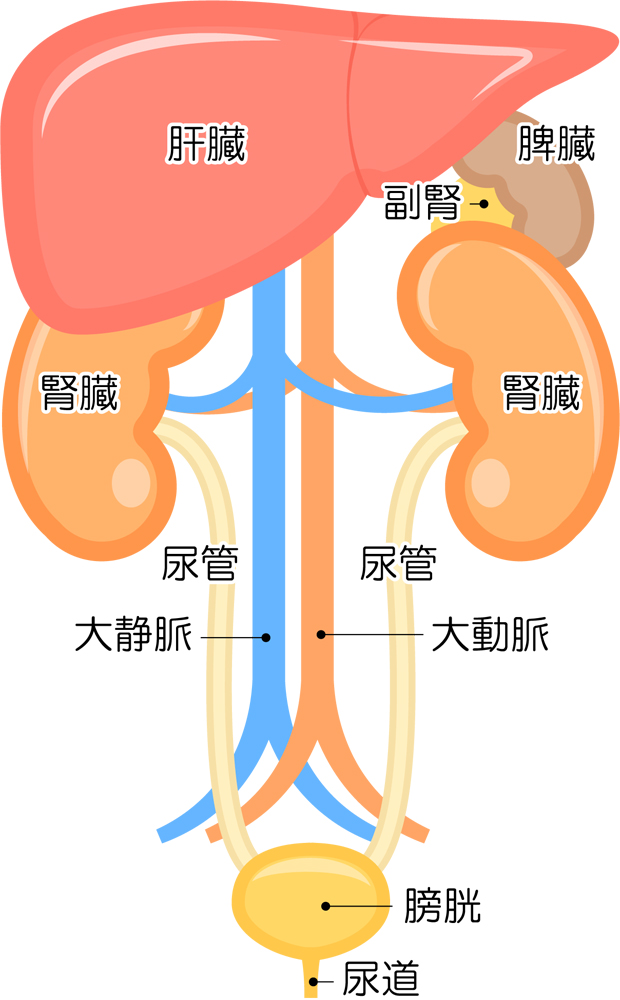 肝臓と腎臓の関係
